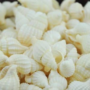 Nassarius Reticulatus large bulk shells