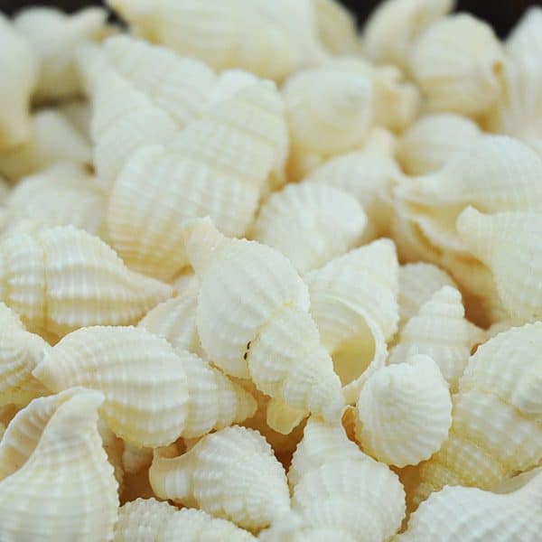 Nassarius Reticulatus shells (netted dog whelk) bulk - Simply Shells