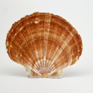 Pecten Maximus flat half