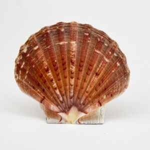 Pecten Maximus flat half