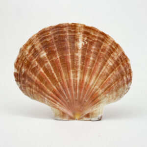 Pecten Maximus flat half