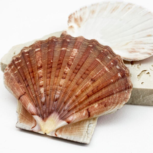 Pecten Maximus flat half