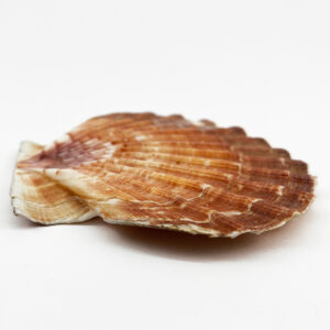Pecten Maximus flat half
