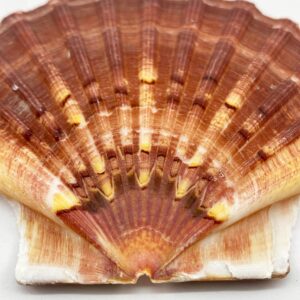 Pecten Maximus flat half