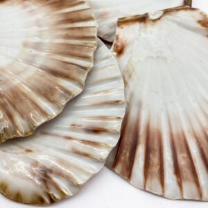 Pecten Maximus flat half