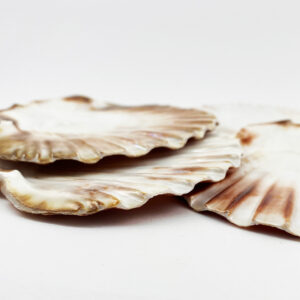 Pecten Maximus flat half