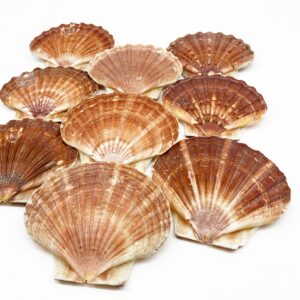 Pecten Maximus flat half