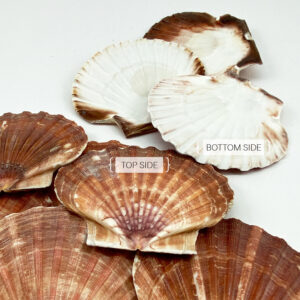 Pecten Maximus flat half