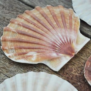 Pecten Maximus flat half