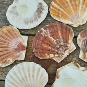Pecten Maximus flat half
