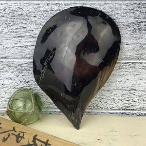 Black Pinna shell
