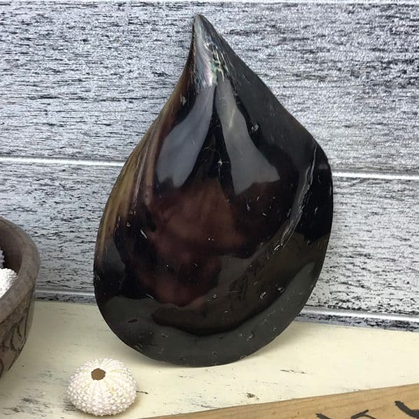 Black Pinna shell