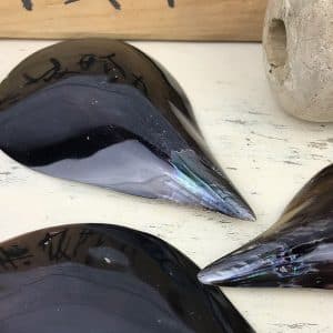 Black Pinna shell