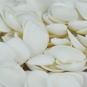 Cay Cay shells small white