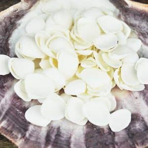 Cay Cay shells small white