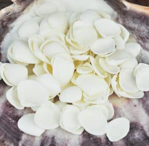 Cay Cay shells small white
