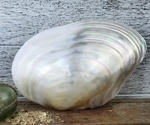 Giant White Pearled mussel shellGiant White Pearled mussel shell