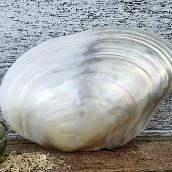Giant White Pearled mussel shellGiant White Pearled mussel shell