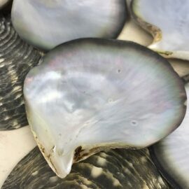 black-lip pearl oyster shells