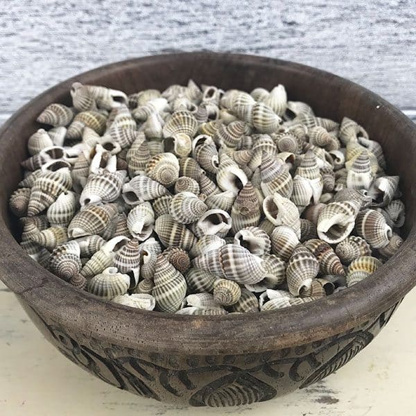 Nassarius Optimus natural whelks
