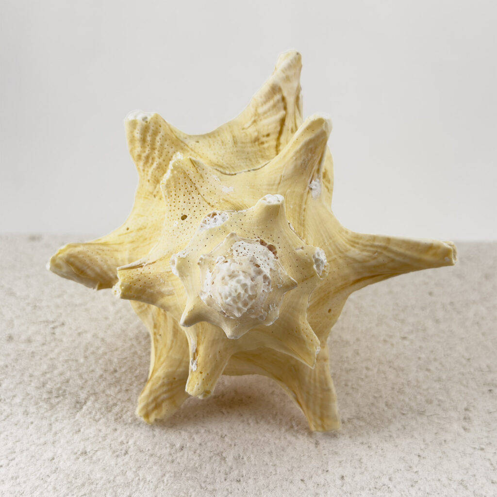 Strombo Shell Strombus Gigas Roller Shell - Simply Shells