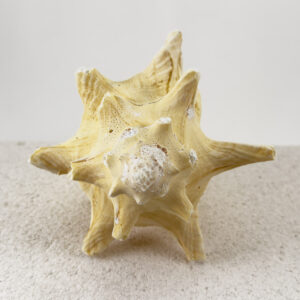 Strombus Gigas Roller shell