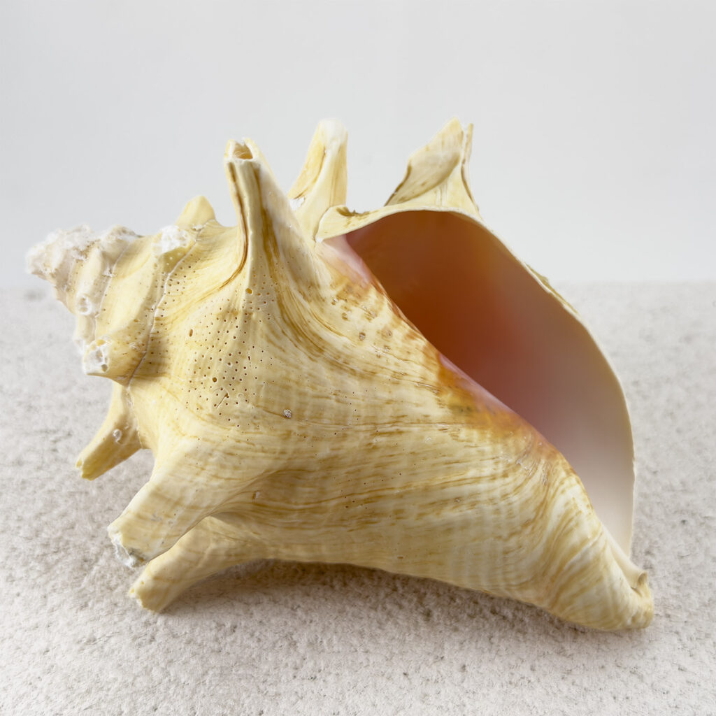 Strombo Shell Strombus Gigas Roller Shell - Simply Shells
