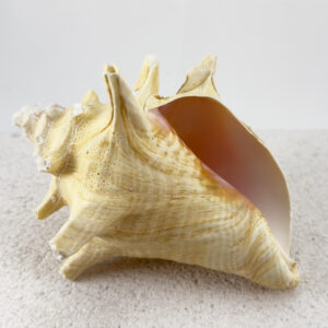 Strombus Gigas Roller shell