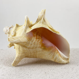 Strombus Gigas Roller shell