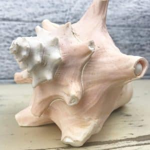 Strombus Gigas Roller shell