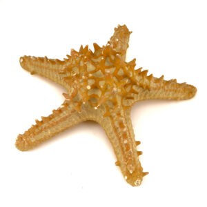 P Linki Starfish natural