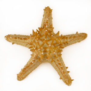 P Linki Starfish natural