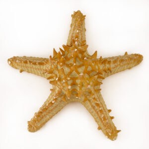P Linki Starfish natural