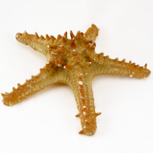 P Linki Starfish natural