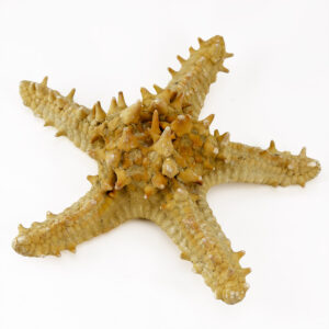 P Linki Starfish natural
