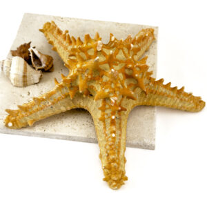 P Linki Starfish natural