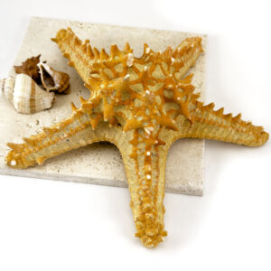 P Linki Starfish natural
