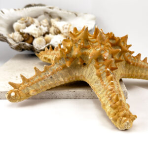 P Linki Starfish natural