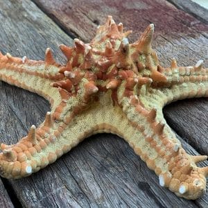 P Linki Starfish natural