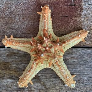 p Linki Starfish natural