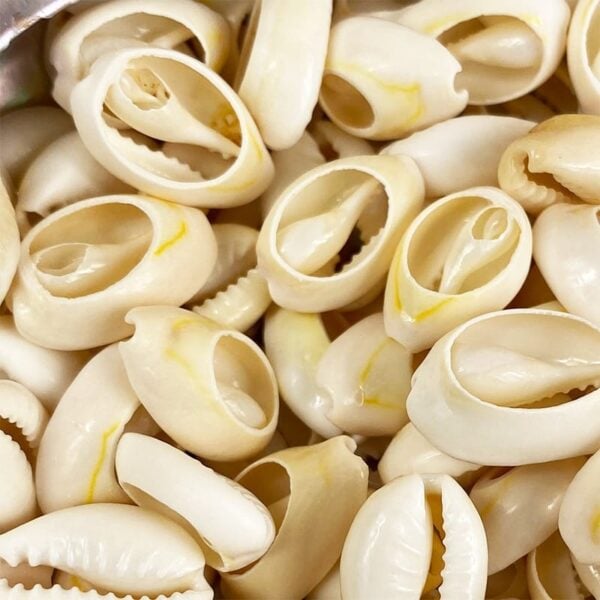 Cypraea Annulus Cream top cut shells