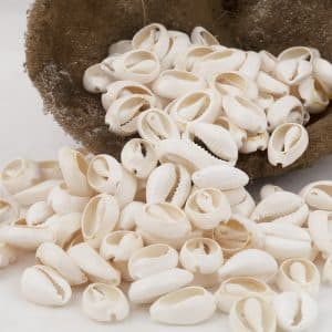 Cypraea Annulus Cream top cut shells