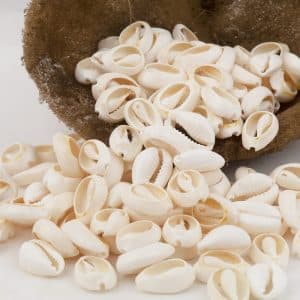 Cypraea Annulus Cream top cut shells