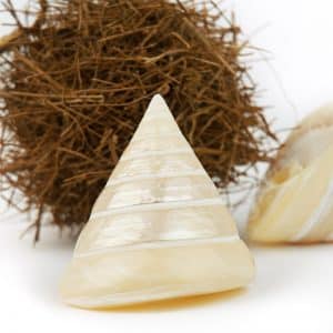 Pearled White Trochus shell
