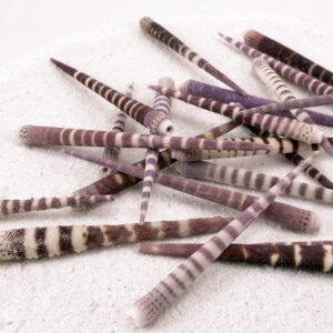 Tiger Sea Urchin Spines