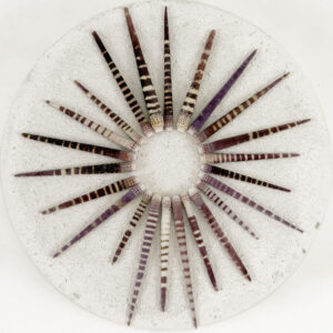 Tiger Sea Urchin Spines