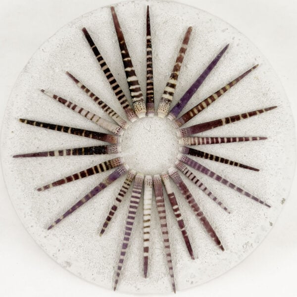 Tiger Sea Urchin Spines