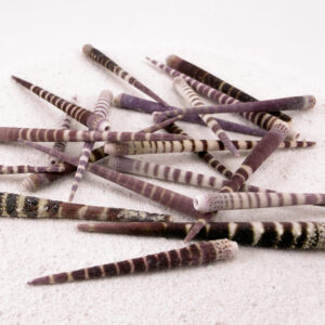 Tiger Sea Urchin Spines