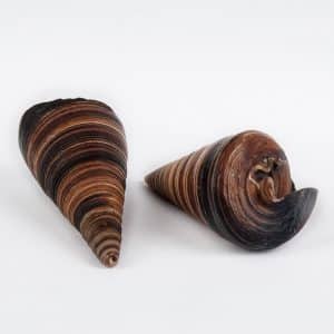 Telescopium horn shells