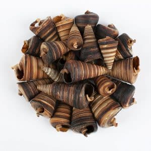 Telescopium horn shells